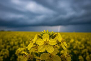 Uljana repica na području Požeštine