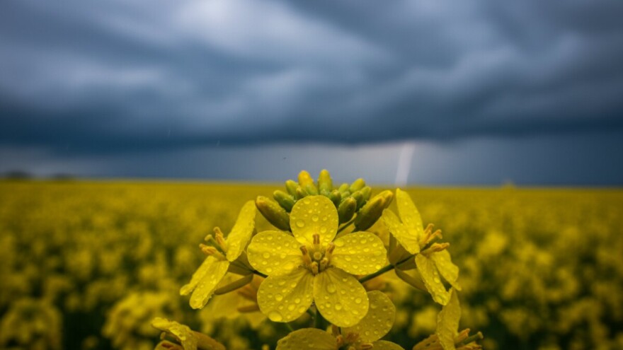 Uljana repica na području Požeštine