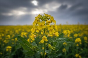 Uljana repica na području požeštine