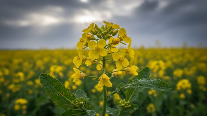 Uljana repica na području požeštine