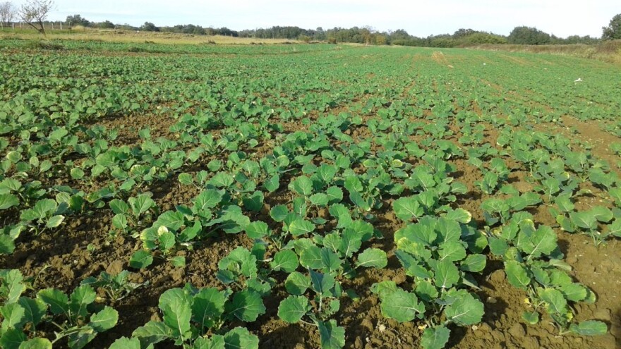 Kako obaviti kvalitetnu prihranu uljane repice?