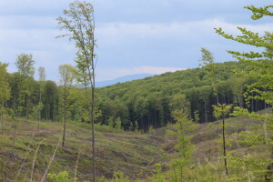 Lani bilježimo manju sječu šuma, štete i utrošenih sredstava zaštite?