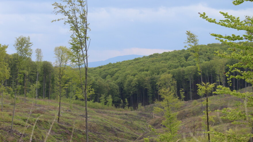 Lani bilježimo manju sječu šuma, štete i utrošenih sredstava zaštite?