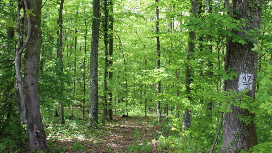 Morat će se korigirati cijena drvnih sortimenata, a za očekivati je i smanjenje etata?