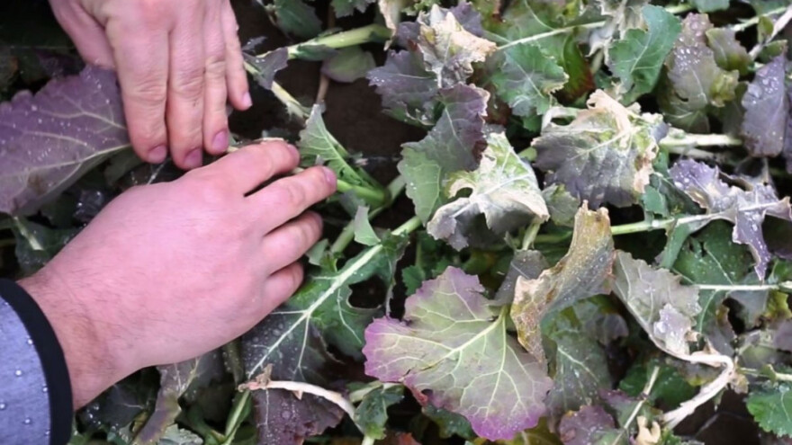 Vrijeme je za prihranu usjeva uljane repice!