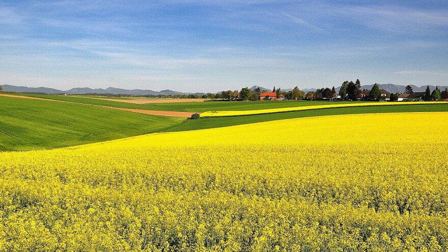 Rekordan izvoz svih vremena - rusku uljanu repicu najviše uvozila Kina