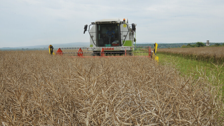 Kako do uspješne sjetve uljane repice