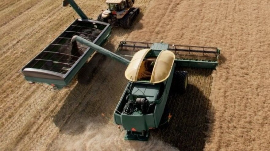 Uljana repica - glavna žrtva valuta