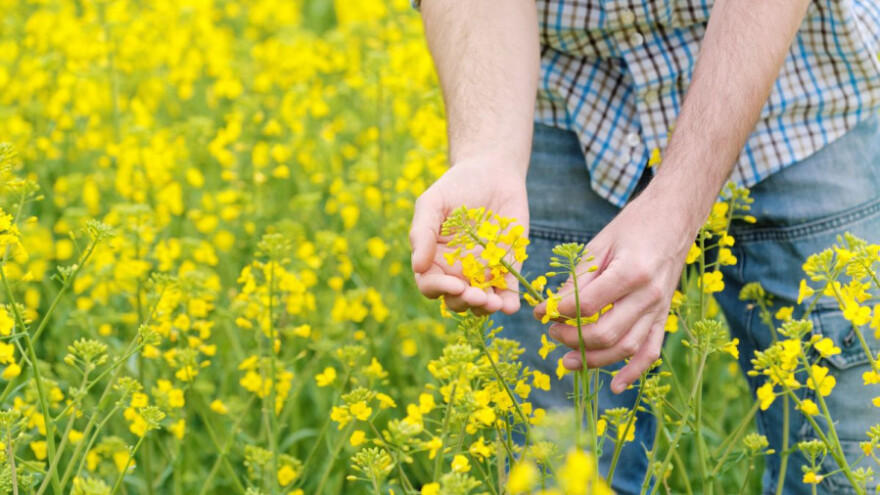 Proizvođači uljane repice, jeste li čuli za fungicid Magnello?