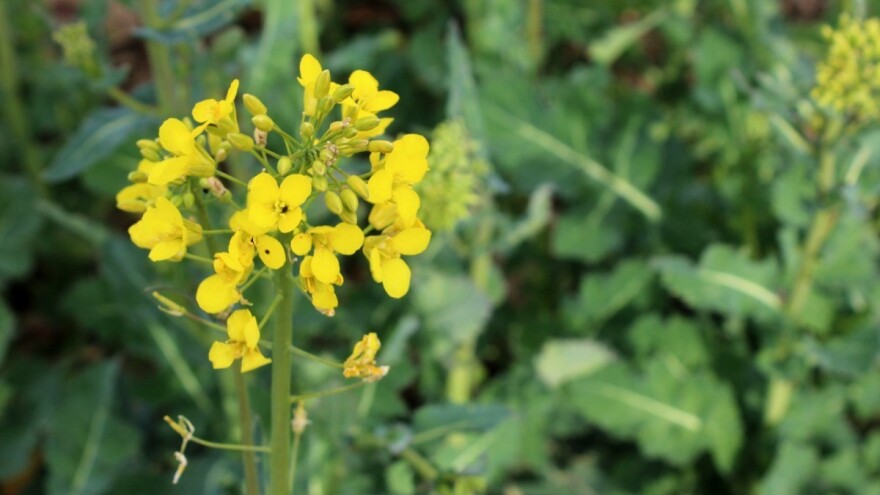 Drastičan pad proizvodnje uljane repice u Hrvatskoj, statistika kaže čak 30 posto