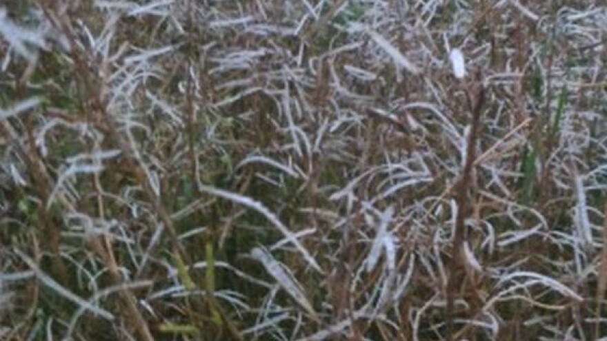 Tuča "požnjela" uljanu repicu