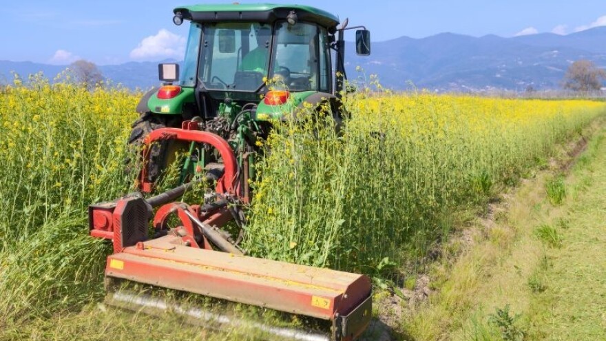 Od koga će EU uvoziti uljanu repicu?