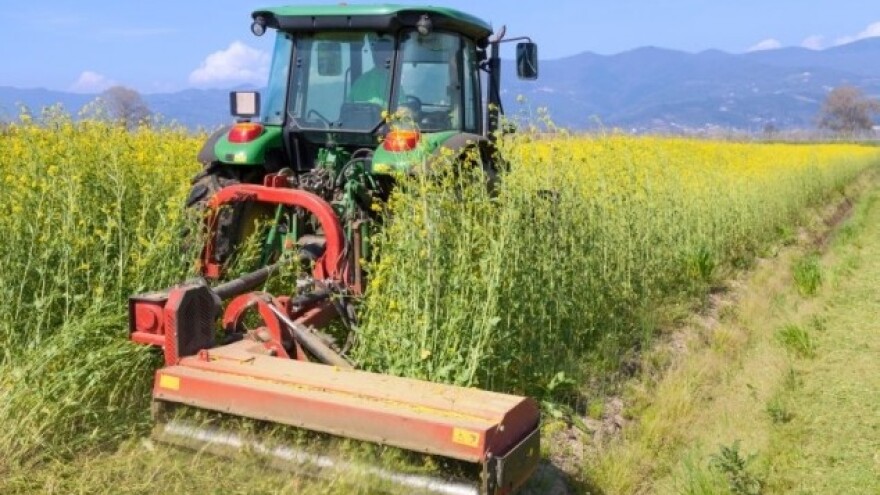 Od koga će EU uvoziti uljanu repicu?