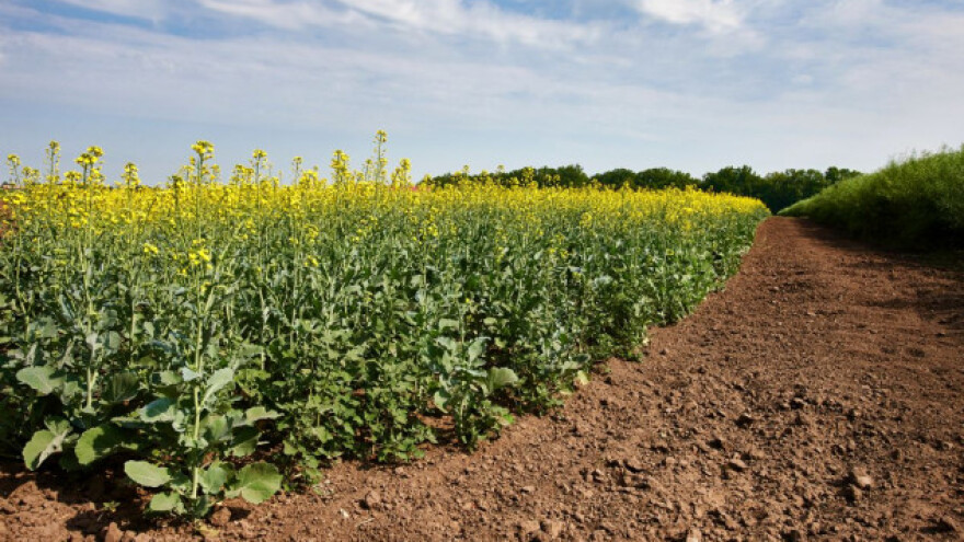 Kako suzbiti korove u Clearfield uljanoj repici?