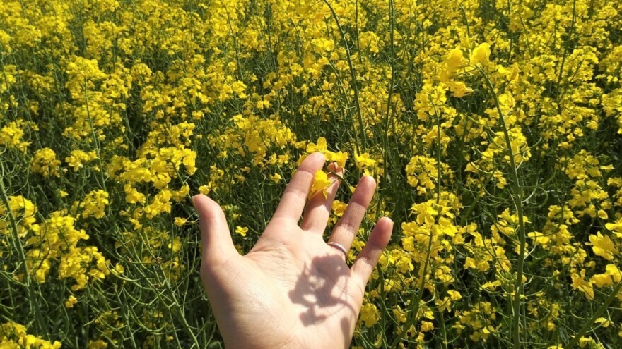 Uljana repica manje bujna zbog suše u vreme setve