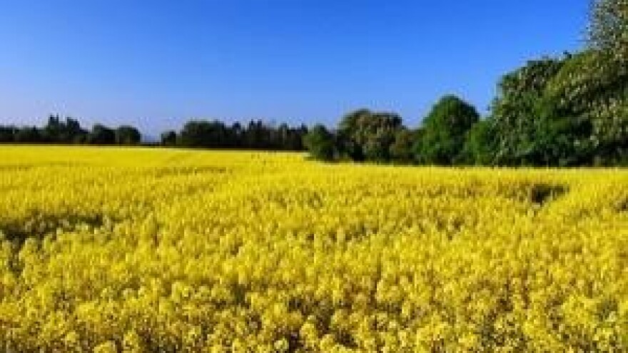 Gnojidba uljane repice