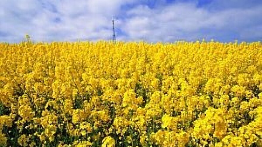 Počela sjetva uljane repice