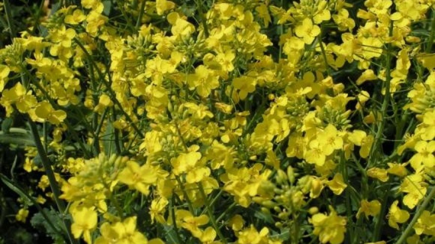 Obavite zaštitu uljane repice od sjajnika