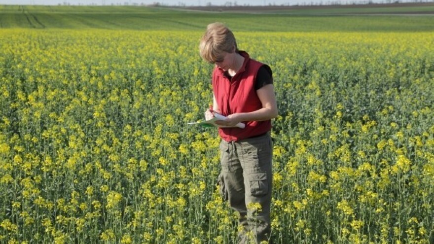 Gnojidba uljane repice