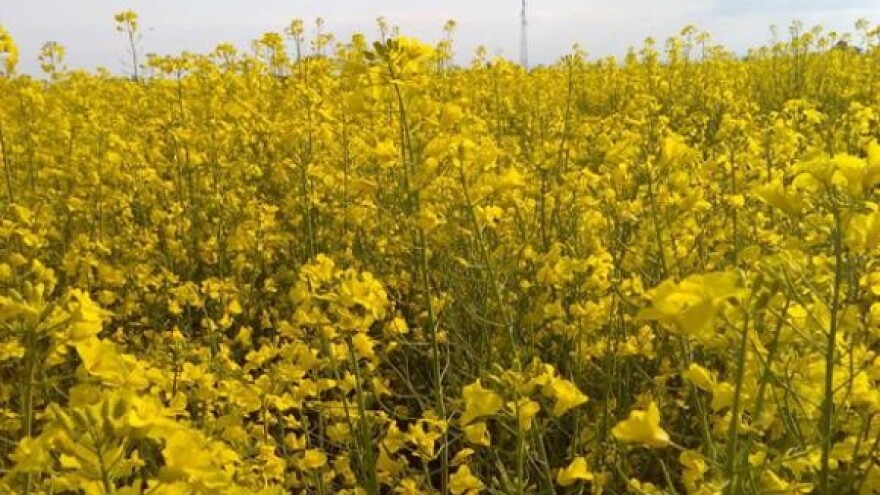 Urod katastrofalan, cijene dvostruko niže