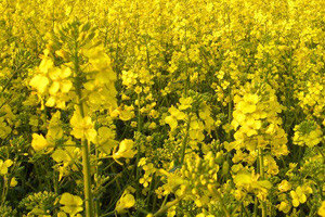 Bayer CropScience novom akvizicijom jača proizvodni asortiman sjemenja