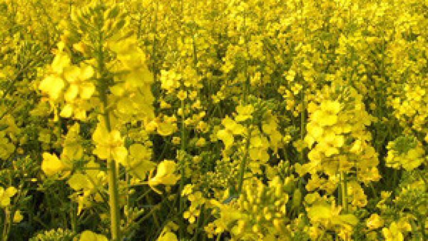 Bayer CropScience novom akvizicijom jača proizvodni asortiman sjemenja