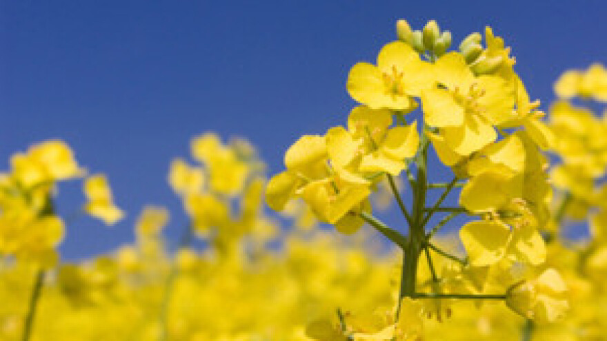 Posljedice suše: Uljanu repicu morat ćemo uvoziti