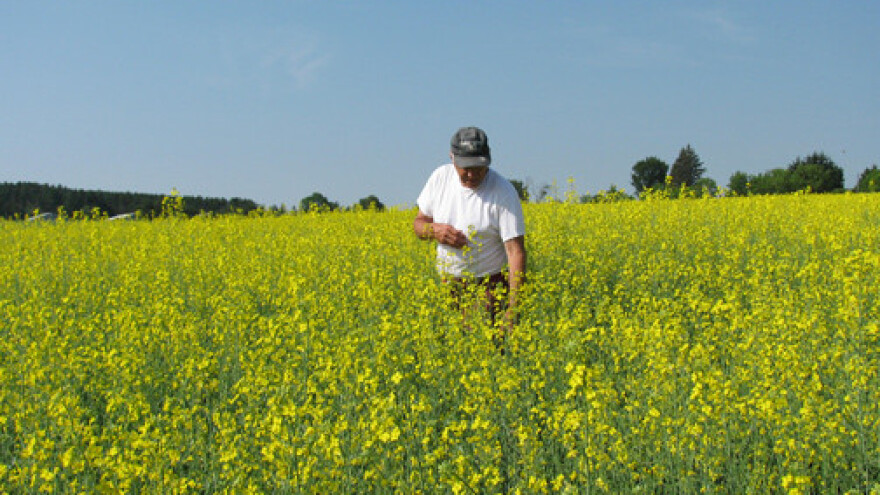 Zaštita mlade uljane repice
