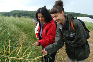 Dupont Pioneer Dan polja uljane repice