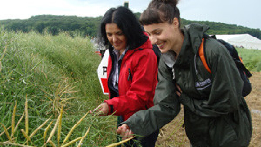 Dupont Pioneer Dan polja uljane repice