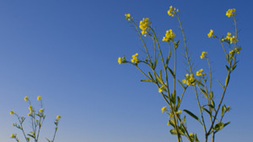 Opet kockanje s agrarnom politikom