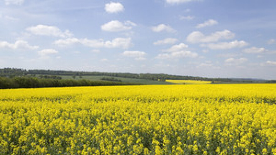 Mjere u zaštiti uljane repice
