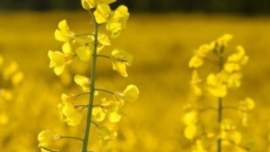 Gnojidba postrnih usjeva heljde i krmne repice