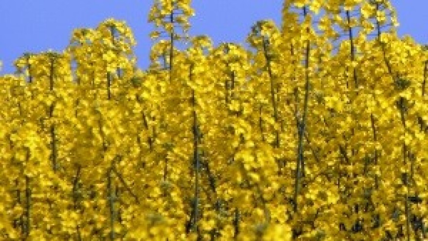 Sjetva uljane repice