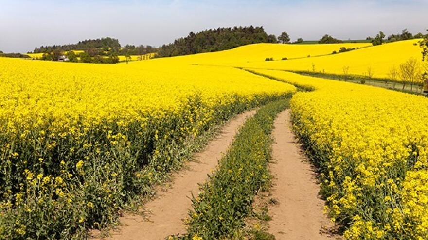 Utjecaj cijena sirove nafte na cijene biljnih ulja