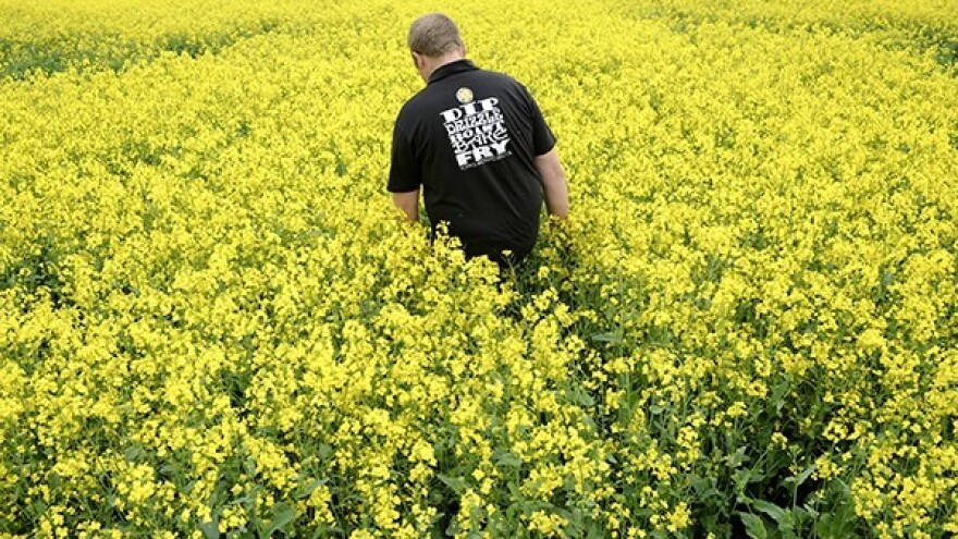 Idealno doba za sjetvu uljane repice