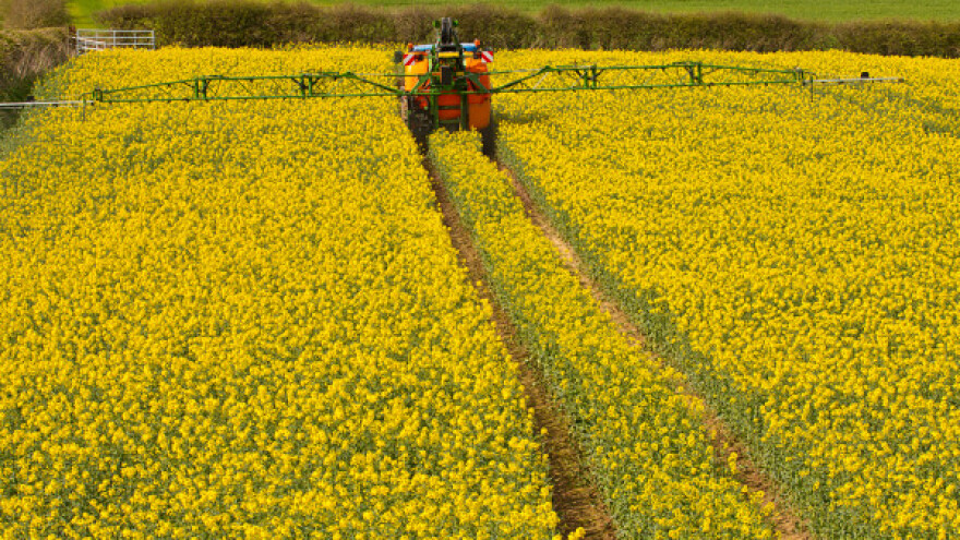 Paori će sejati više repice, a manje kukuruza