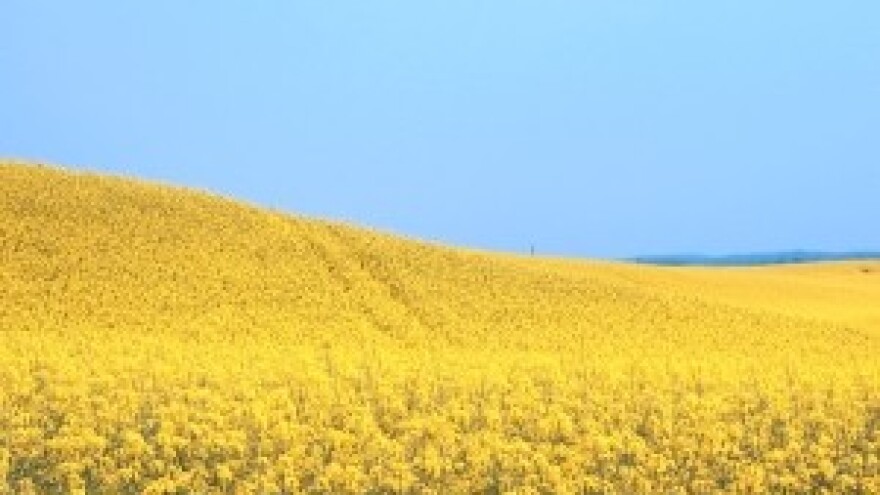 Sjetva uljane repice