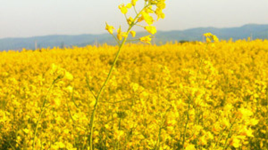 Narančaste sorte na žutim poljima