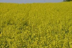 Uljana repica - tretiranje herbicidima – kada i zašto?