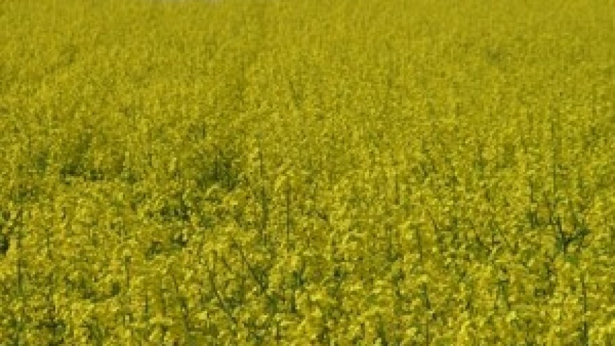 Uljana repica - tretiranje herbicidima – kada i zašto?