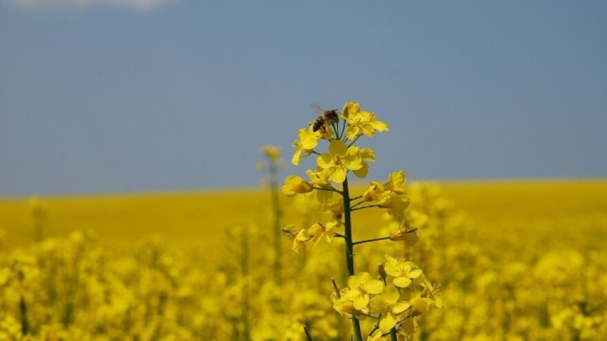 Kako dresirati pčele?