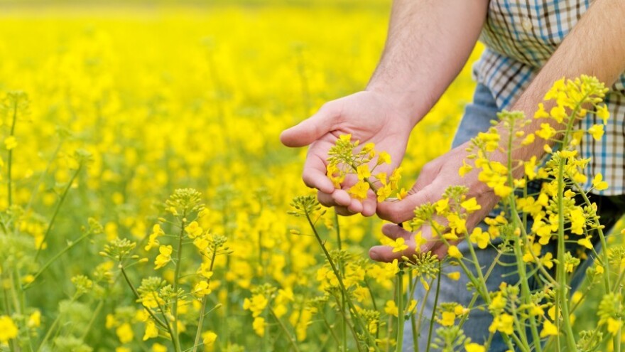 Zaštitite uljanu repicu od repičinog sjajnika!