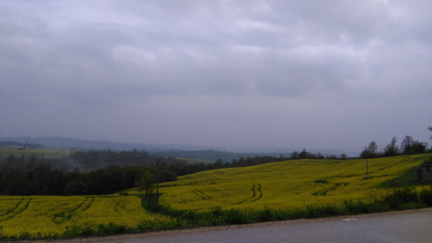 Vrijeme pogoduje repičinu sjajniku, suzbijte ga