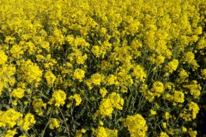 Rezultati uroda Syngentinih hibrida uljane repice