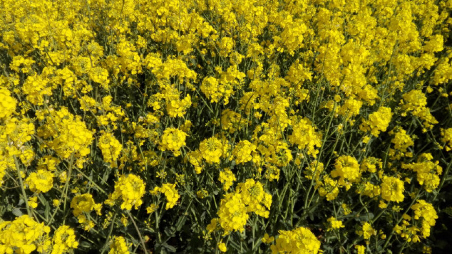 Rezultati uroda Syngentinih hibrida uljane repice