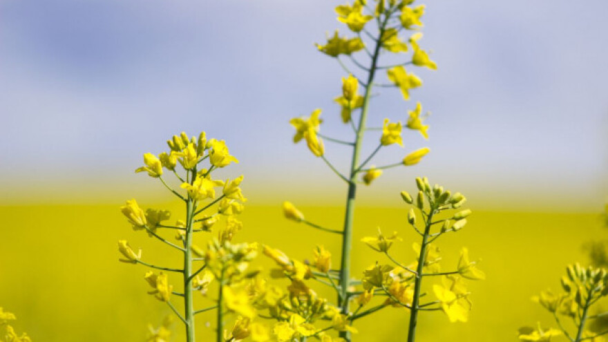 Novo rješenje za širok spektar korova u uljanoj repici