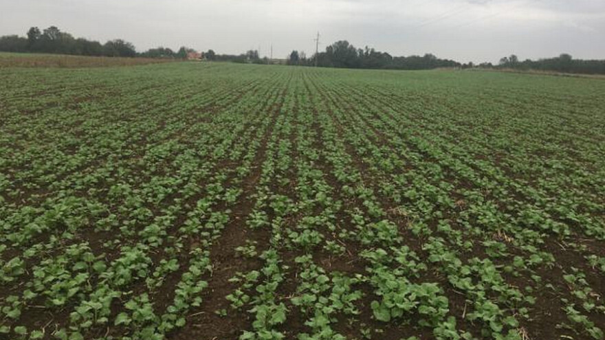 Preporuke za setvu uljane repice