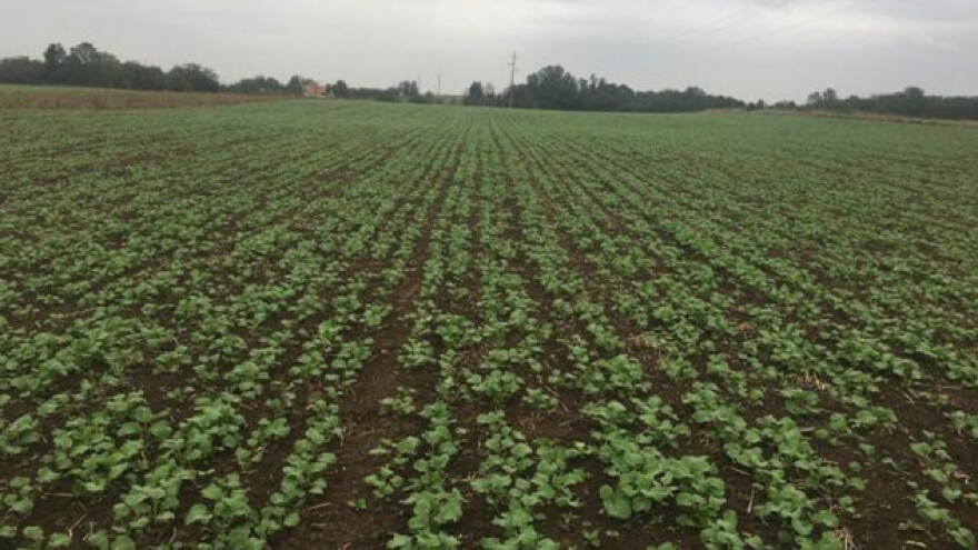 Preporuke za sjetvu uljane repice