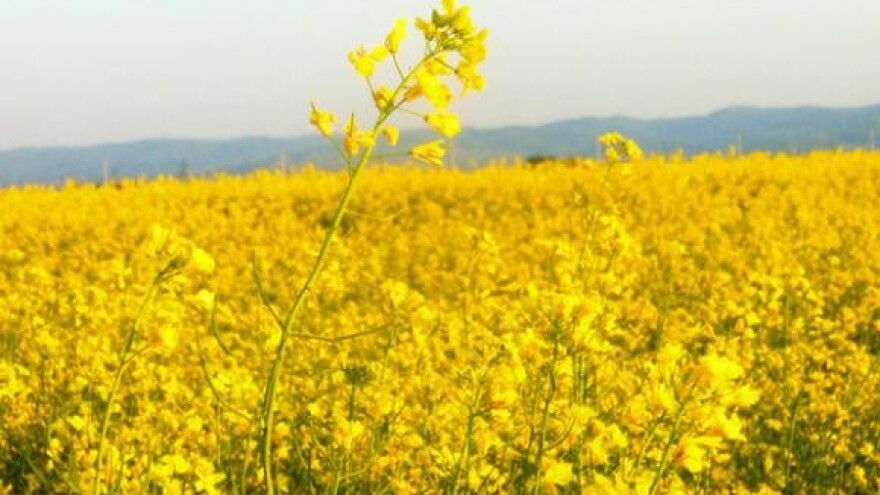 Sjetva uljane repice